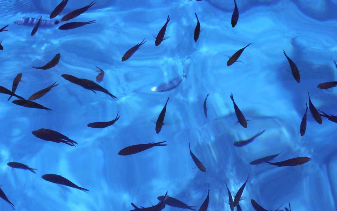 Mallorca: Fische beißen Urlauber blutend